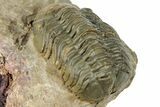 Detailed Reedops Trilobite - Atchana, Morocco #322270-5